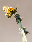 BB 13 0535 / Melitaea cinxia / Prikkrutevinge